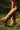 STEFANNE bottes camel